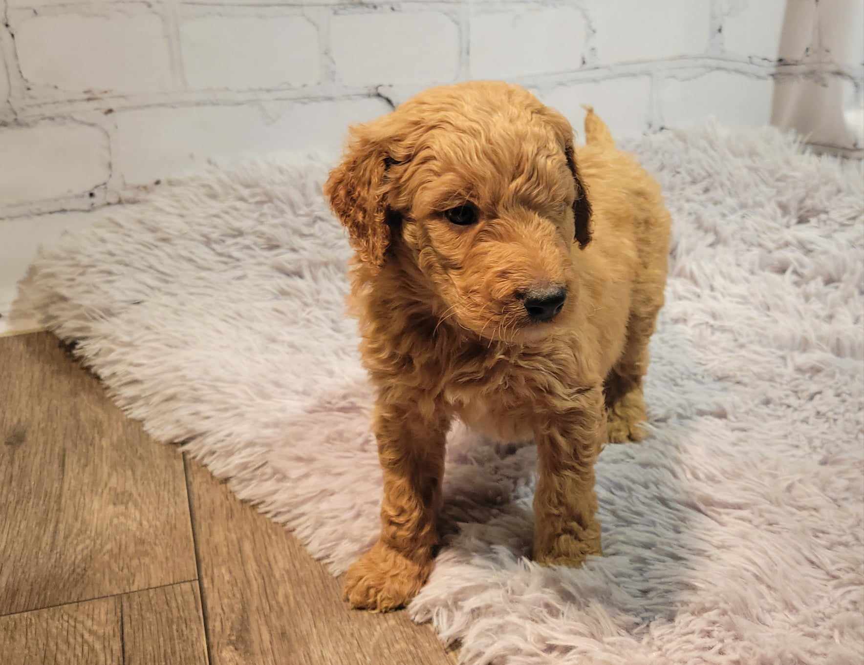 puppy, for, sale, Goldendoodle Mini F1B, Lana  Arnall, dog, breeder, Hartville, MO, dog-breeder, puppy-for-sale, forsale, nearby, find, puppyfind, locator, puppylocator, aca